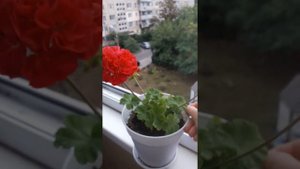 Пеларгония aina???