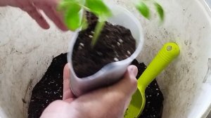 Рассаду отправила жить на лоджию остальную. Микоризу для развития корня  с верху грунт подсыпала.