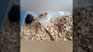 Что делать если понос у грызунов.