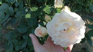 Белые розы нужны всем. Рококо, Эльке, Свит Блонди и др... #белыерозы #сортароз #обзорроз #розы