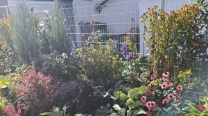 Новинки и пересадки в моём саду.