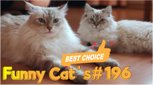 Смешные коты #196