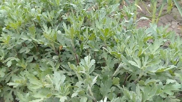 Хризантема ДУБКИ.  Деление куста смотреть онлайн