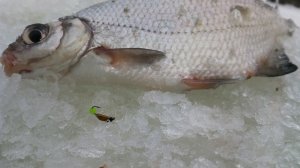 ПОСТАВИЛ ЭТУ безмотылку и ПОНЕСЛОСЬ! Ловля СОПЛИВЫХ, Рыбалка зимой