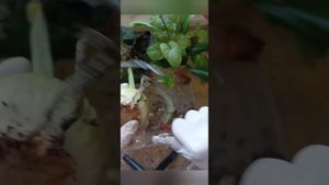 🫣Корни за 40 дней у Гиппеаструма|Наращиваем корни у гиппеаструма