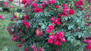 Плетистые розы в саду! Быть или не быть.. Обзор 8 сортов ???.mp4