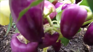 Чем подкармливаю перец в июле.