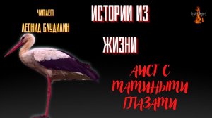 Истории из Жизни: АИСТ С МАМИНЫМИ ГЛАЗАМИ.
