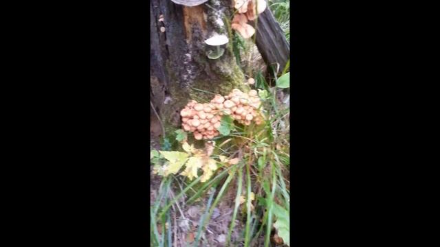 За грибами. За опятами смотреть онлайн