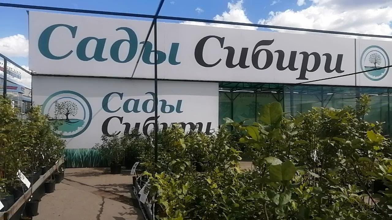 "Сады Сибири" в Иркутске. Плодово-ягодные саженцы, деревья и кусты