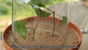 Гортензия Ванилла Фрейз — посадка цветка в открытом грунте, черенкование