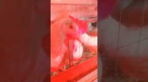 Курятник из пеноблоков