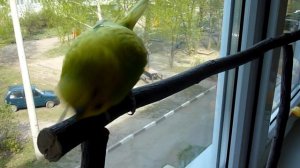 Птица-говорун//Волнистый попугай говорит//Говорящий попугай