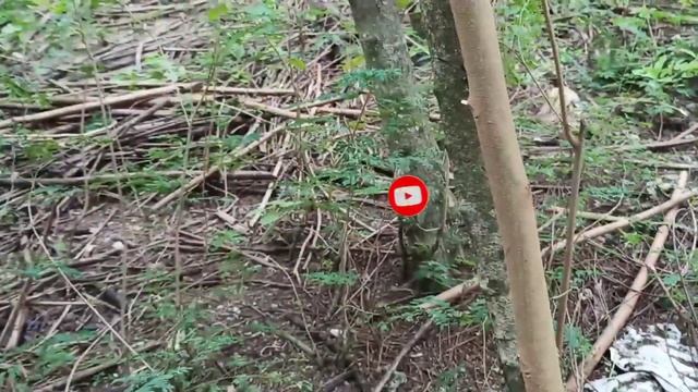 Berburu Monster Seram| Siren Head, Heart Head, Traffic light Head, Eye Ball Head, Mainan Squid Game смотреть онлайн