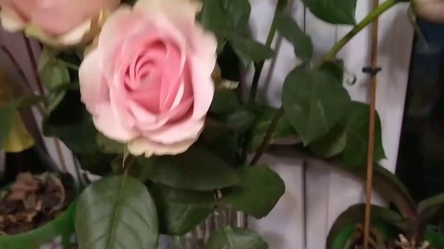ШИКАРНЫЕ РОЗЫ ДОМА. РОЗЫ НА ПОДОКОННИКЕ. ГОЛЛАНДСКИЕ РОЗЫ. КРАСНОДАРСКИЕ РОЗЫ #Розы #Розовыерозы
