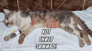 Спасение кота который гниет заживо!