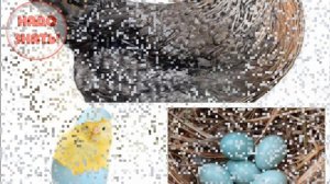 Почему одни куриные яйца коричневые, а другие - белые?