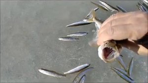 Корюшка на махалки. Владивосток. Океанская