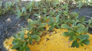 Purslane - The edible weed ( Portulaca Oleracea)