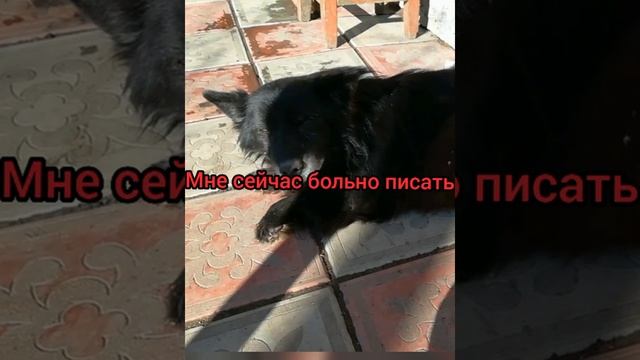 Умерла собака((прощай мой друг