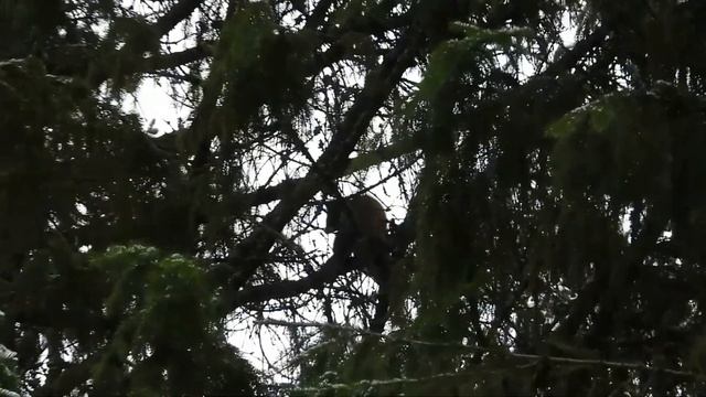 №3113 24.02.2023 Лесная куница смотреть онлайн