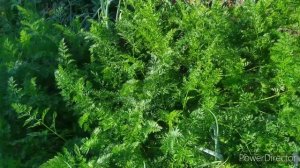 Не вкусная, не сладкая морковь