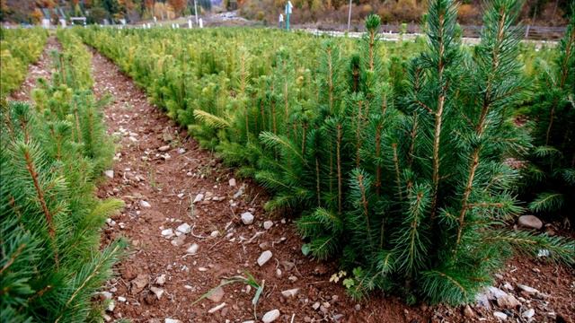 Эти люди действительно любят свою родину! смотреть онлайн