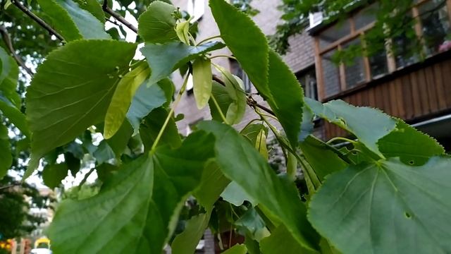 Середина июня в Питере - СИМФОНИЯ ЖАСМИНА! Очень красиво! | #ЦарскоеСело, центр Питера, июнь 2023