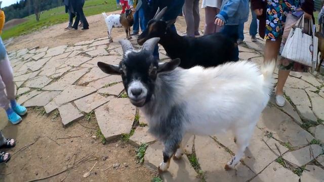 Подмосковный Сафари парк. 29.07.2023 смотреть онлайн