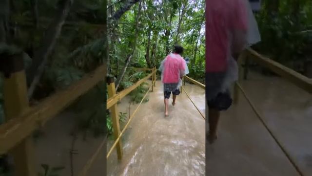 What to do in Puerto Rico The Pterocarpus Forest смотреть онлайн