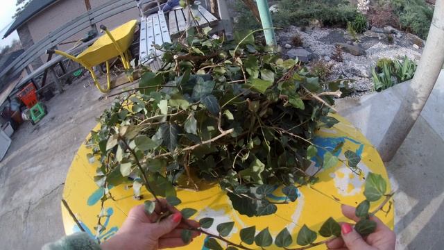 Плющ, или лазающее растение в дизайне вашего участка, Посадка, уход. смотреть онлайн