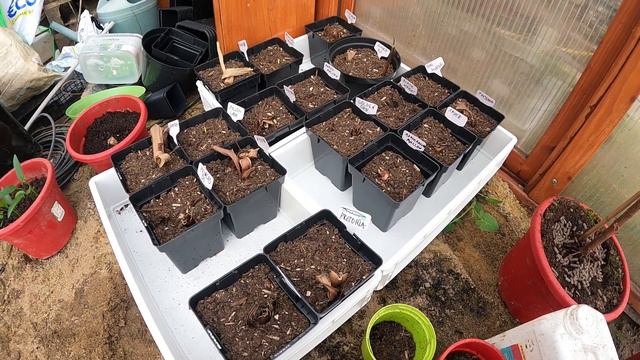 91. Kanny wybudzanie смотреть онлайн