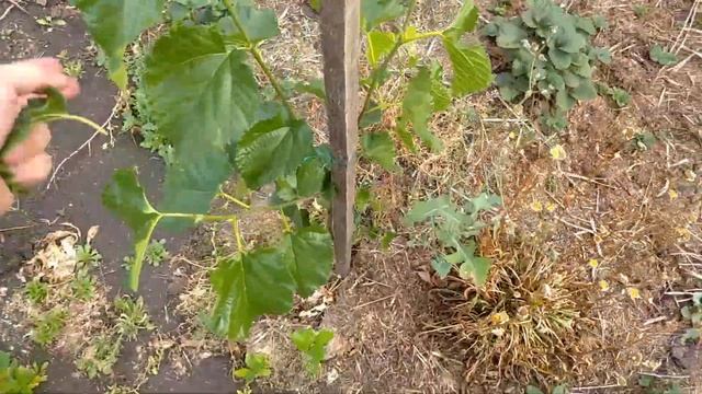 Понятное видео, как различать виды шелковиц. Чем отличается Morus alba от nigra, macroura, bombycis