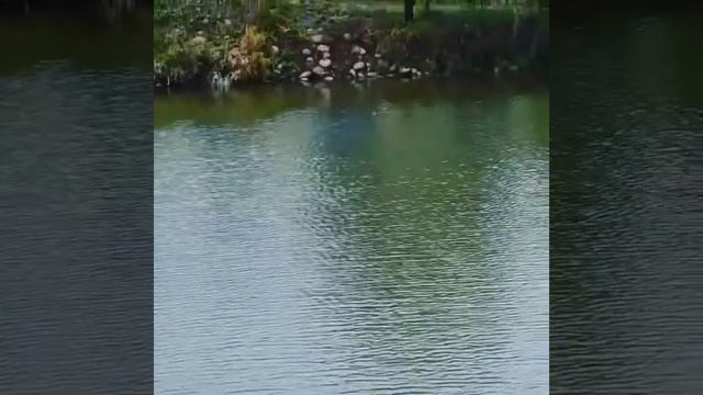 Рыбалка Бишкек "Три Пруда" это новое место для отдыха и рыбалки в Бишкек (сЛенинское) +99670877046 смотреть онлайн