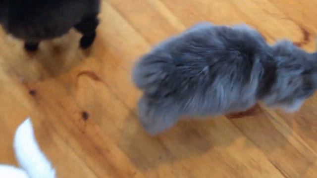 Ратибор Pelma Praide голубой солид продажа смотреть онлайн