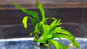 ПАПОРОТНИК КАРЛИКОВЫЙ МИКРОСОРУМ ( MICROSORUM PTEROPUS PETITE )