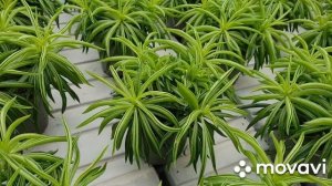 Пеперомия Феррейра или Счастливые бобы. Растение Peperomia FERREYRAE 'HAPPY BEAN'.