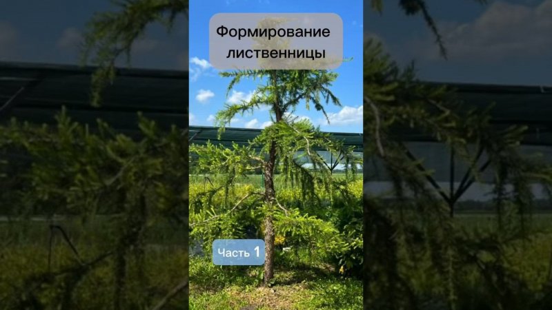 Формирование лиственницы. Часть 1