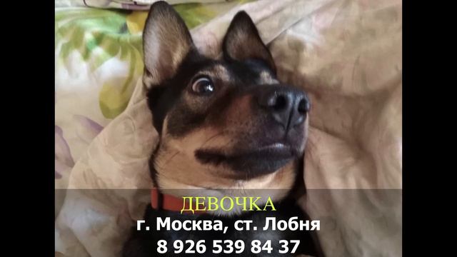 Пропала собака! Девочка. г. Москва ст. Лобня