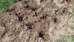 Занимаемся картофелем сорт Лабелла, скороспелый