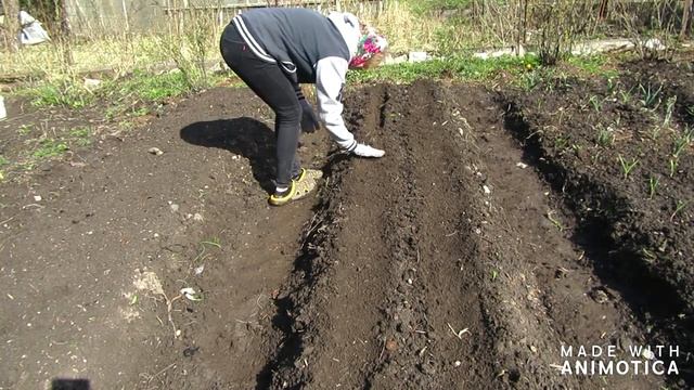 ЧАСТЬ 20/Сажаю огород? /Дачные будни/Запущенный участок год спустя/Дачный Релакс/Garden
