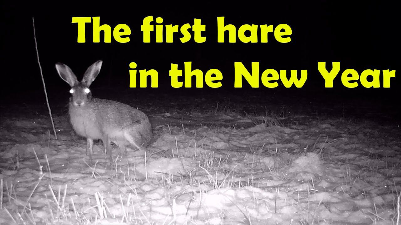 Первые Зайцы в Новом 2022 году смотреть онлайн