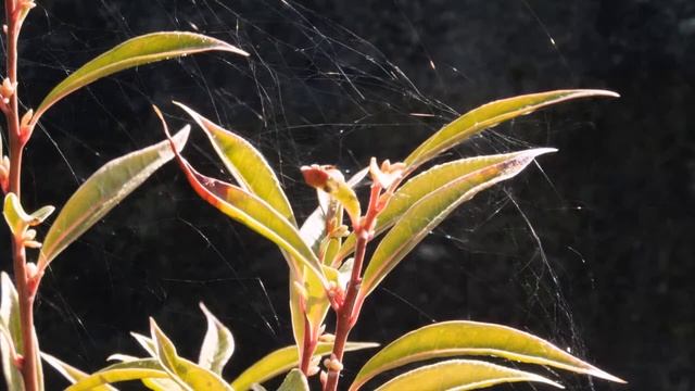 Fujifilm FinePix F800EXR смотреть онлайн