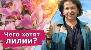 ЯРКОЕ И ПЫШНОЕ ЦВЕТЕНИЕ ЛИЛИЙ ГАРАНТИРОВАНО при таком уходе! Важные нюансы при выращивании лилий