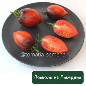 Паскаль из Пикардии