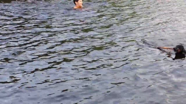 Наша такса Буся плавает. смотреть онлайн