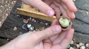 Ферма орехов макадамия