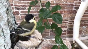 Аист, птенец синицы - первый выход из гнезда #shorts