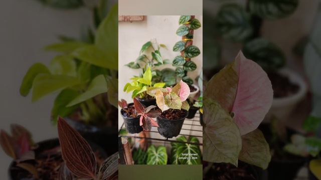 Syngonium Strawberry Ice #indoorplants #syngoniumstrawberryice