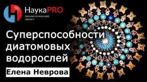 Диатомовые водоросли и их суперспособности | Елена Неврова | Научпоп | Наука PRO